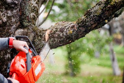 Cypress Tree Trimming