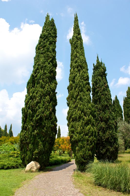 Mulched Cypress Landscape