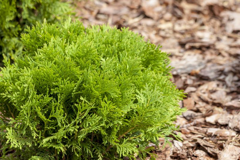 Healthy Cypress Foliage