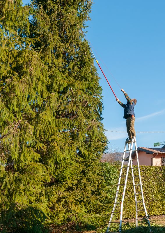 Seasonal Cypress Maintenance