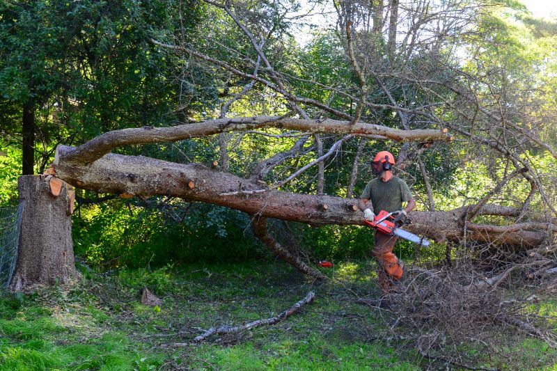Assessing Fallen Tree