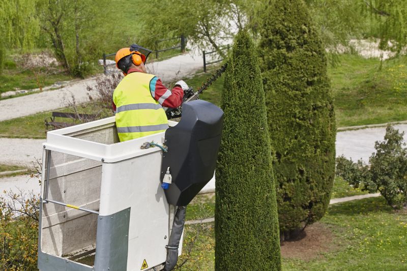 Products For Cypress Tree Trimmings in use