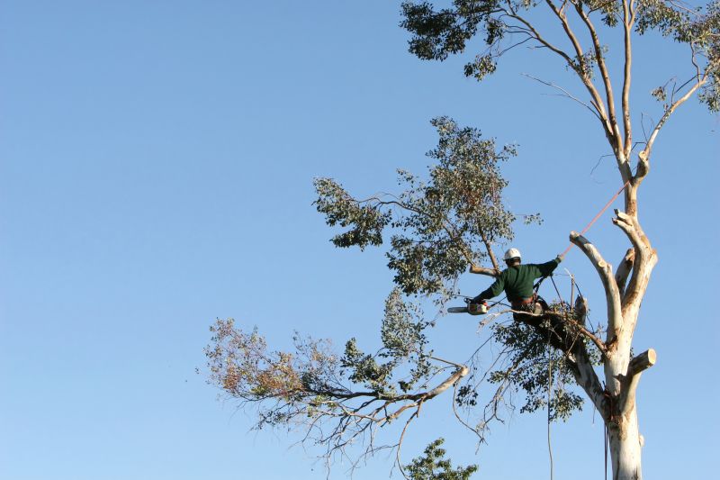Professional Tree Surgeons