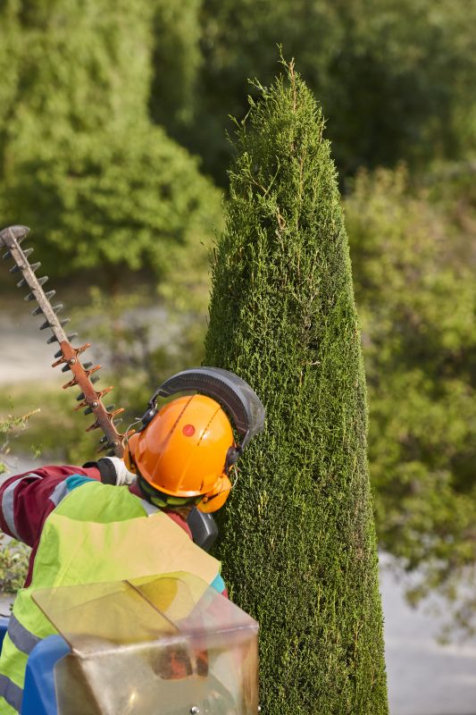 cypress tree trimming